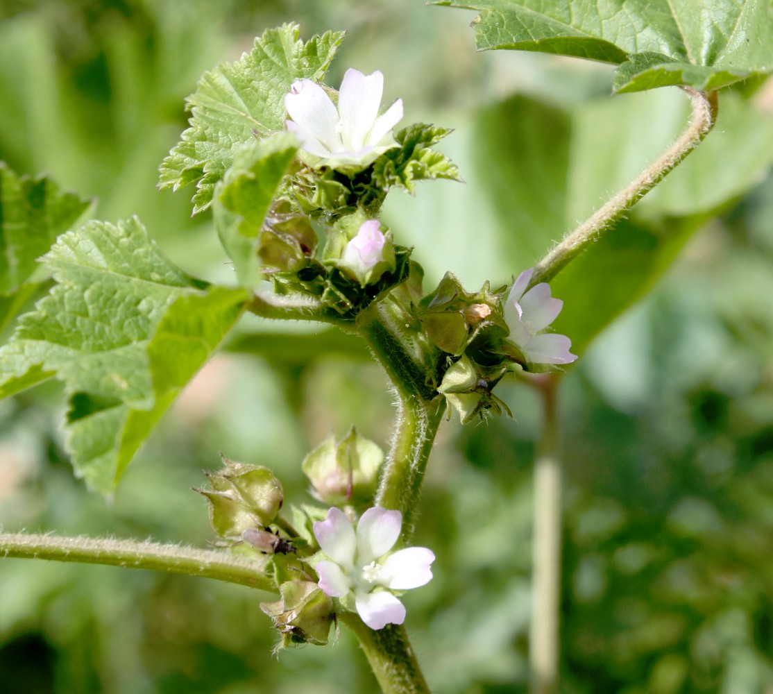 Image of Malva parviflora specimen.