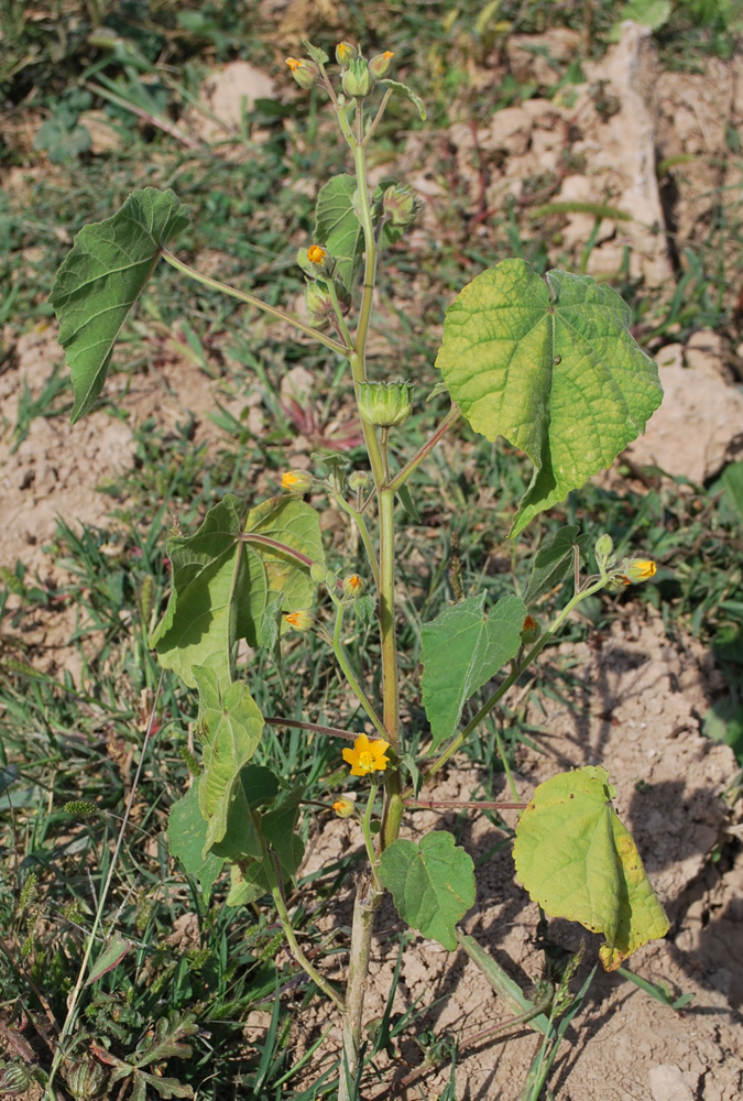 Image of Abutilon theophrasti specimen.