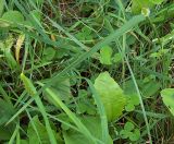 Festuca pratensis. Стеблевой лист. Курская обл., г. Железногорск, ур. Устье-Воронка. 4 июля 2007 г.