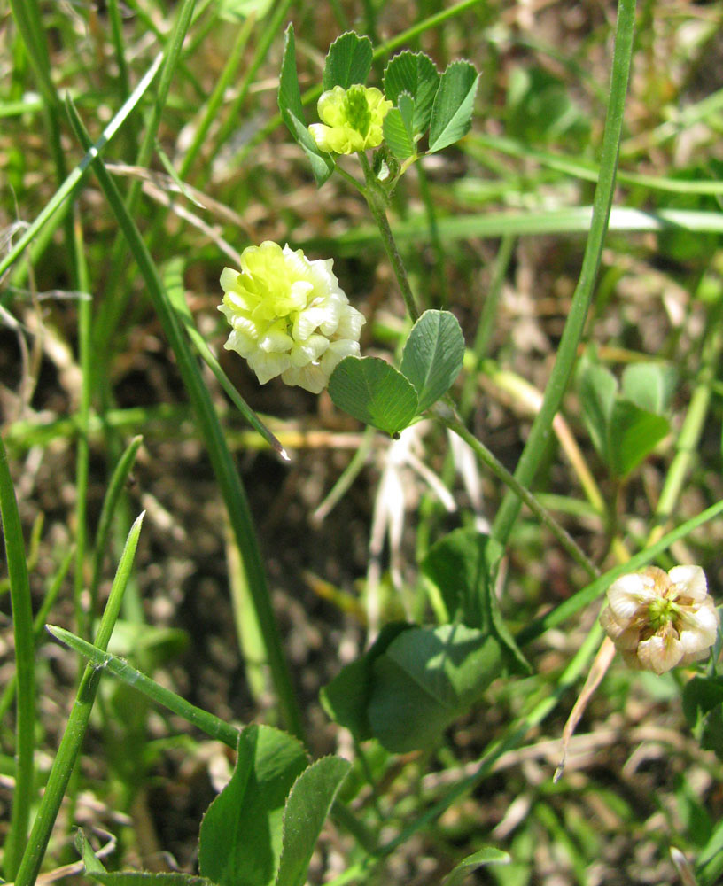 Image of Trifolium campestre specimen.