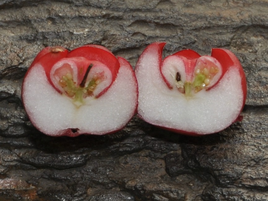 Image of Gaultheria procumbens specimen.