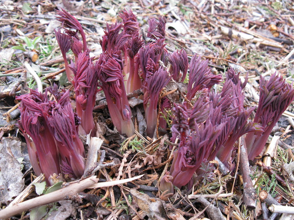 Image of Dicentra spectabilis specimen.