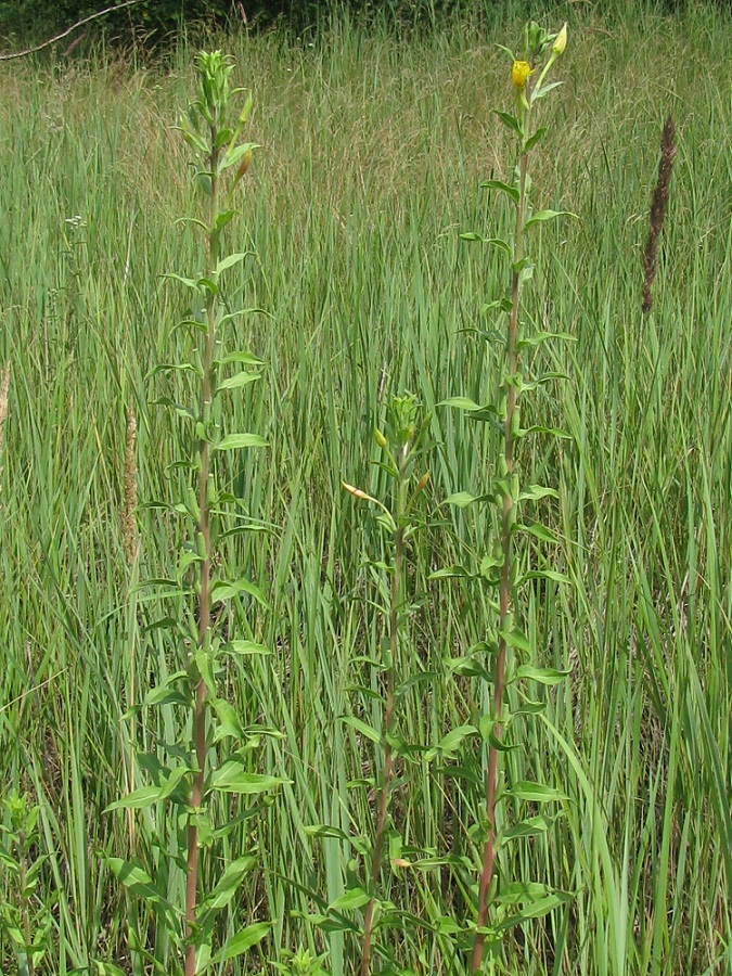 Image of Oenothera depressa specimen.