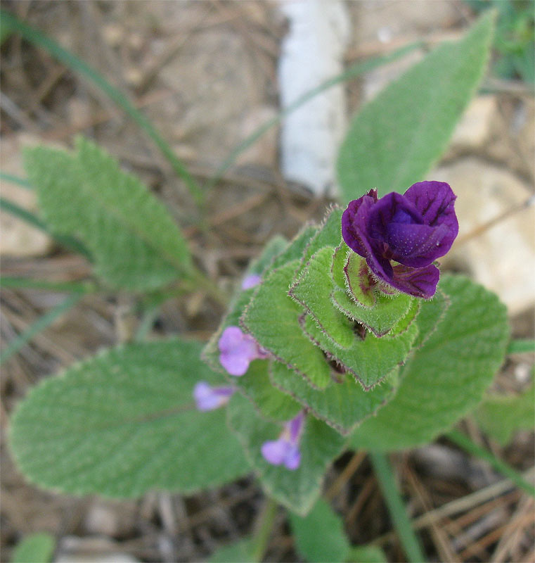 Image of Salvia viridis specimen.