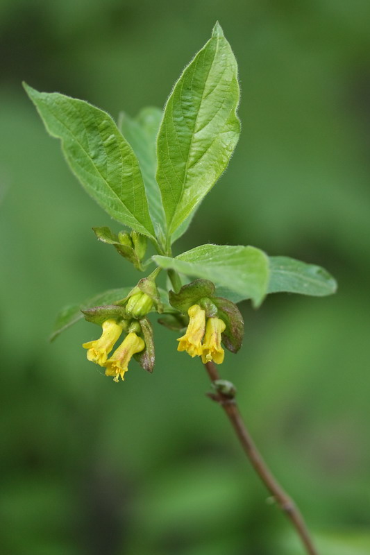 Image of Lonicera involucrata specimen.