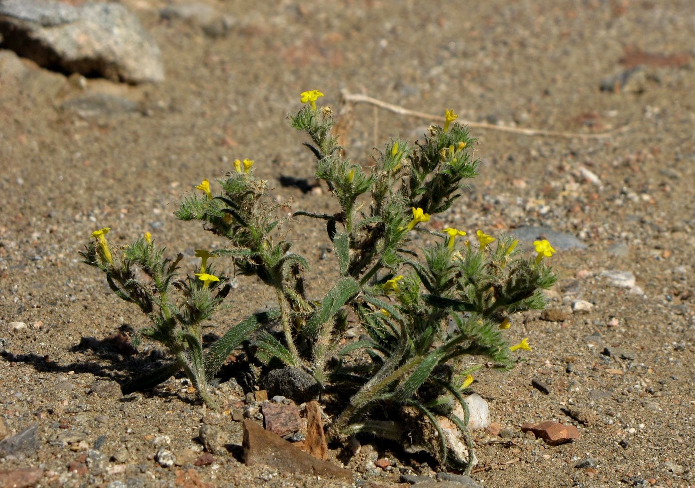 Изображение особи Arnebia hispidissima.