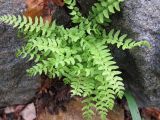 Woodsia polystichoides