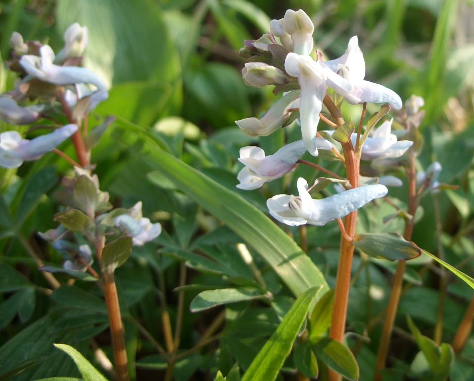 Image of Corydalis ambigua specimen.