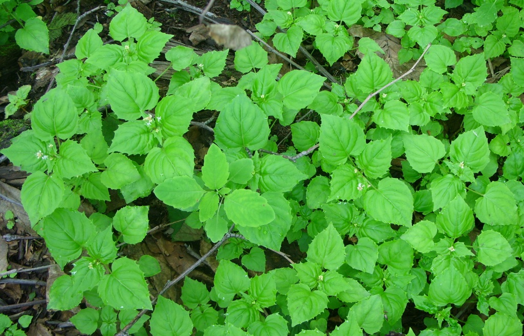 Image of Circaea alpina specimen.