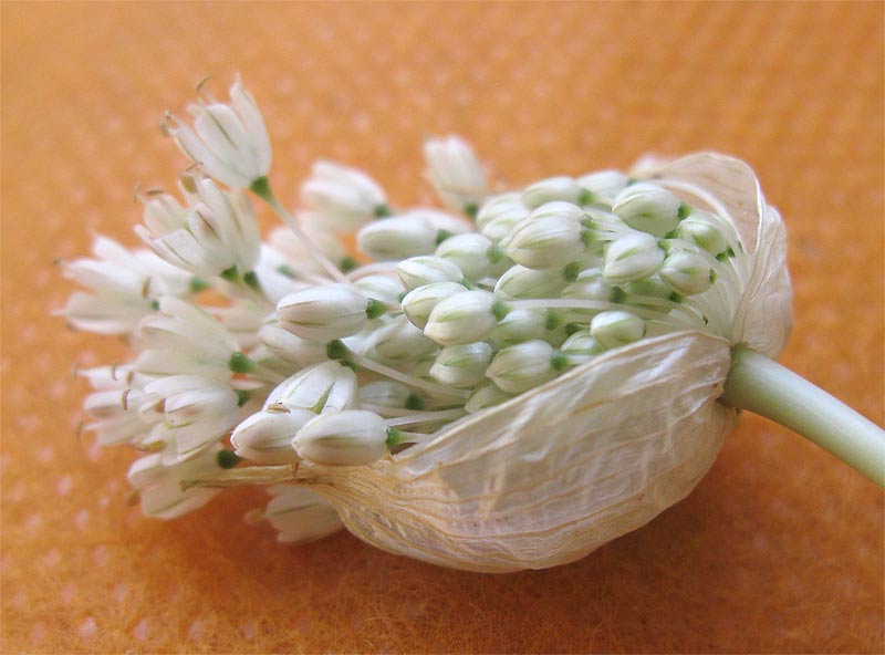 Image of Allium pallens specimen.