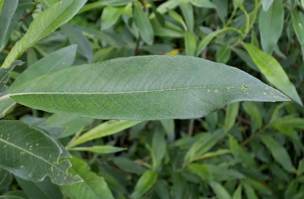 Image of Salix gmelinii specimen.