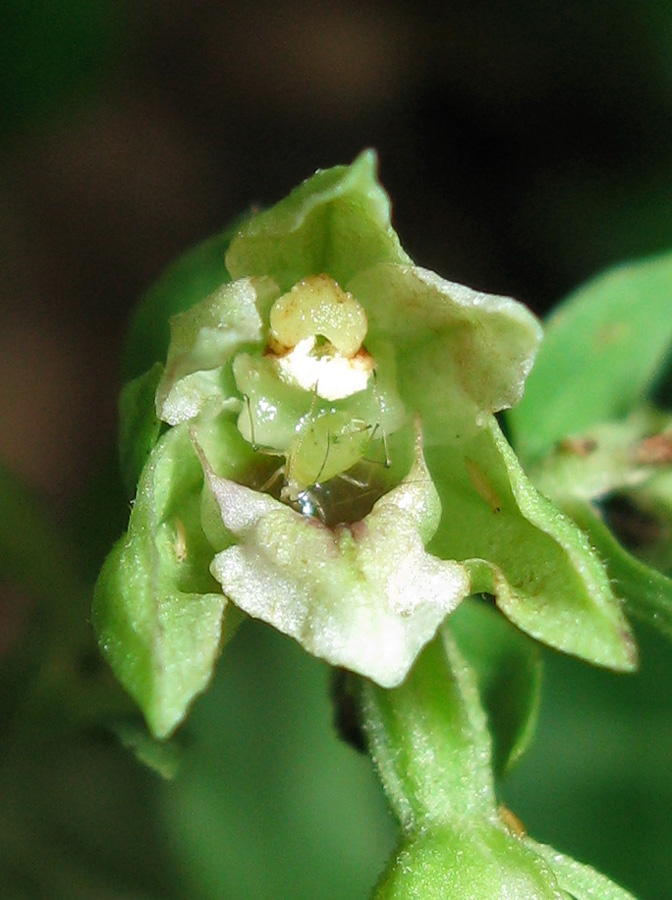 Image of Epipactis krymmontana specimen.