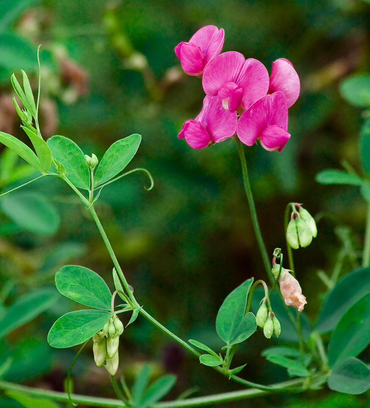 Image of Lathyrus tuberosus specimen.