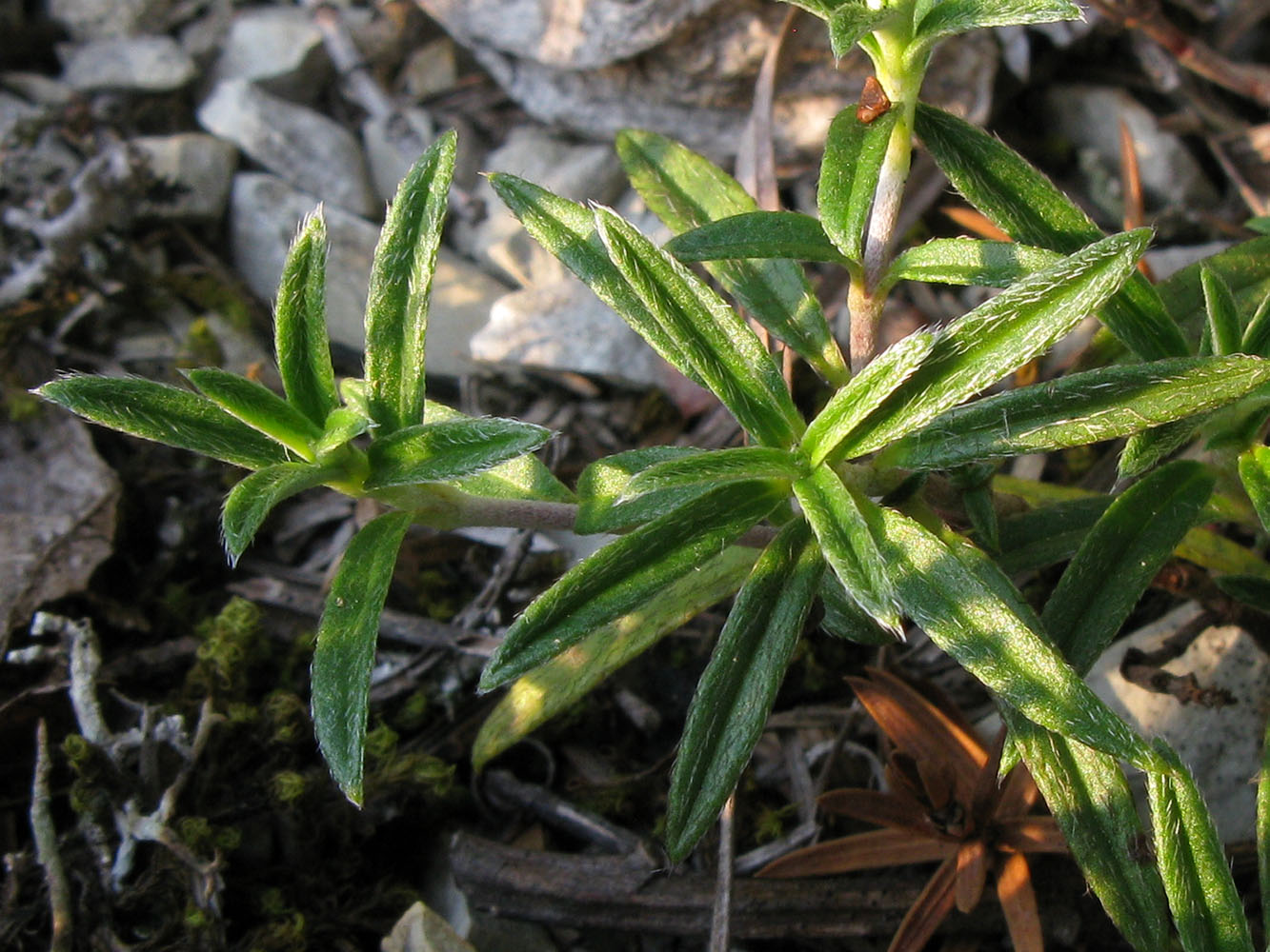 Изображение особи род Helianthemum.