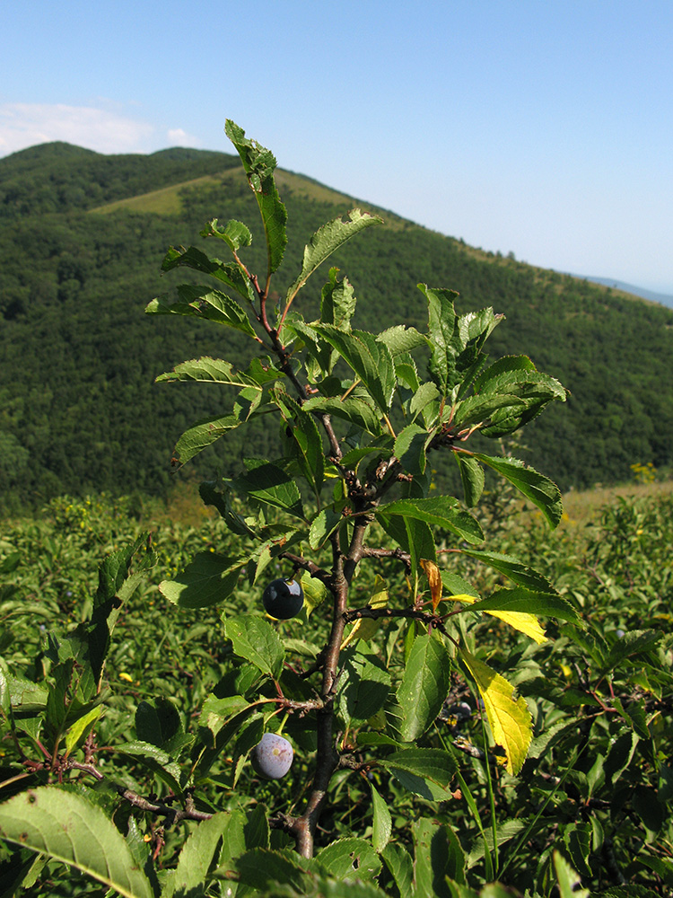 Image of Prunus spinosa specimen.