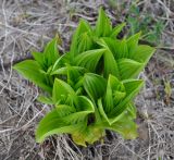 Veratrum oxysepalum. Молодые побеги. Камчатский край, вулкан Мутновский, Дачные термальные источники. 26.07.2013.