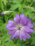 Geranium wlassovianum. Цветок. Республика Бурятия, Баунтовский эвенкийский район, окр. пос. Северный, долина р. Има, опушка леса. 16.07.2013.