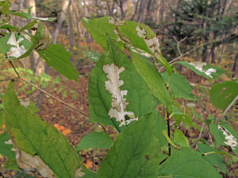 Image of Philadelphus tenuifolius specimen.