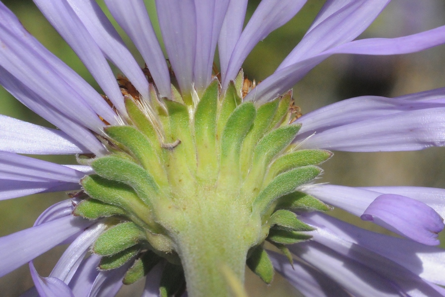 Image of Aster vvedenskyi specimen.