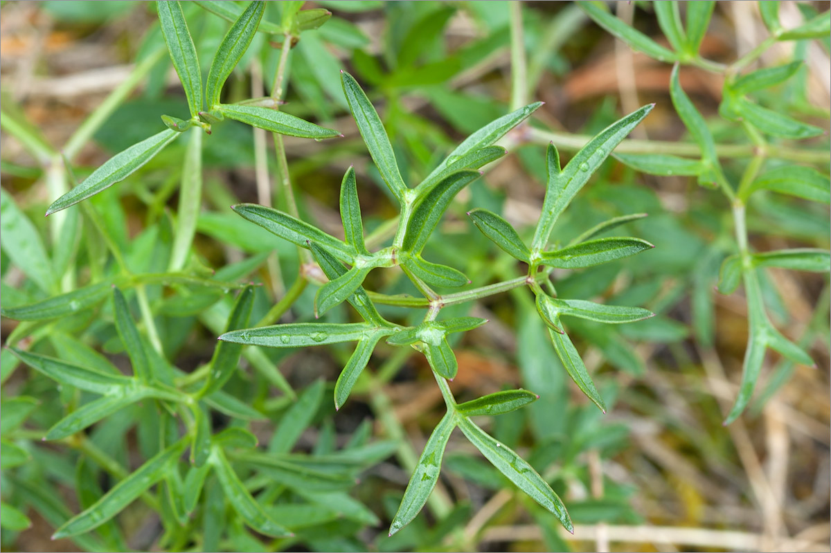 Изображение особи Cenolophium fischeri.