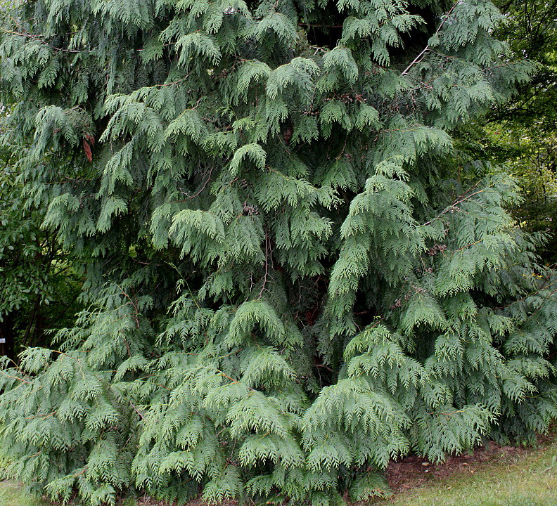 Image of Thuja plicata specimen.