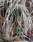 Pennisetum alopecuroides. Соплодия. Германия, г. Bad Lippspringe, Kaiser-Karls Park. 02.02.2014.