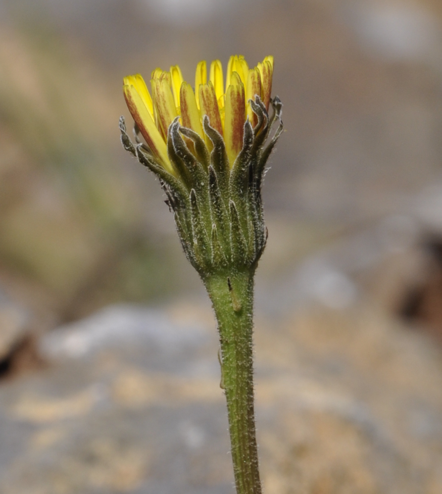 Image of genus Leontodon specimen.