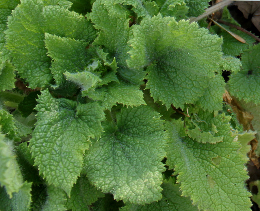 Image of Scrophularia vernalis specimen.