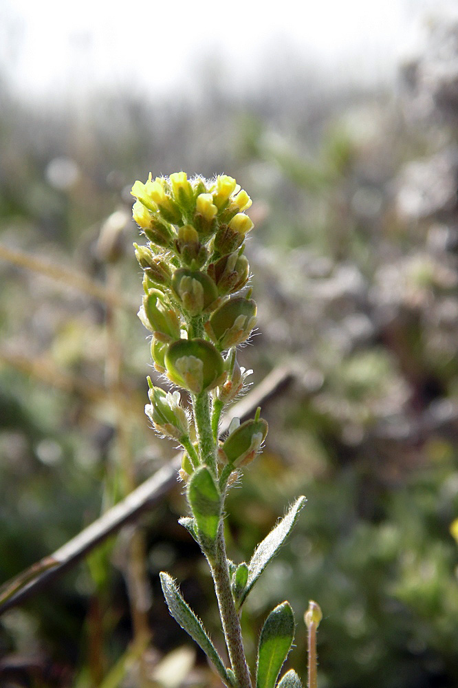 Image of Alyssum turkestanicum var. desertorum specimen.