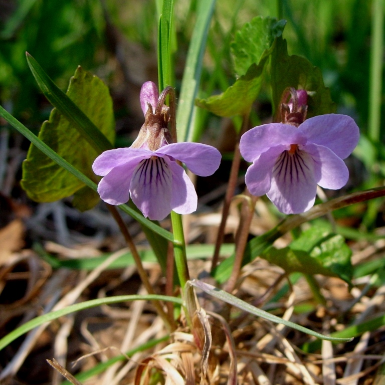 Изображение особи род Viola.