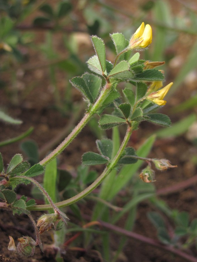 Image of Medicago rigidula specimen.