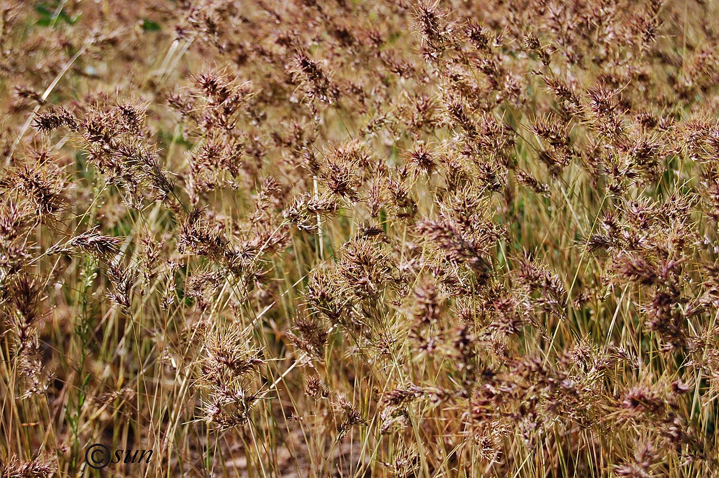 Image of Poa bulbosa ssp. vivipara specimen.