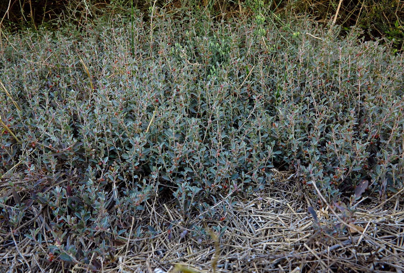 Image of Atriplex semibaccata specimen.