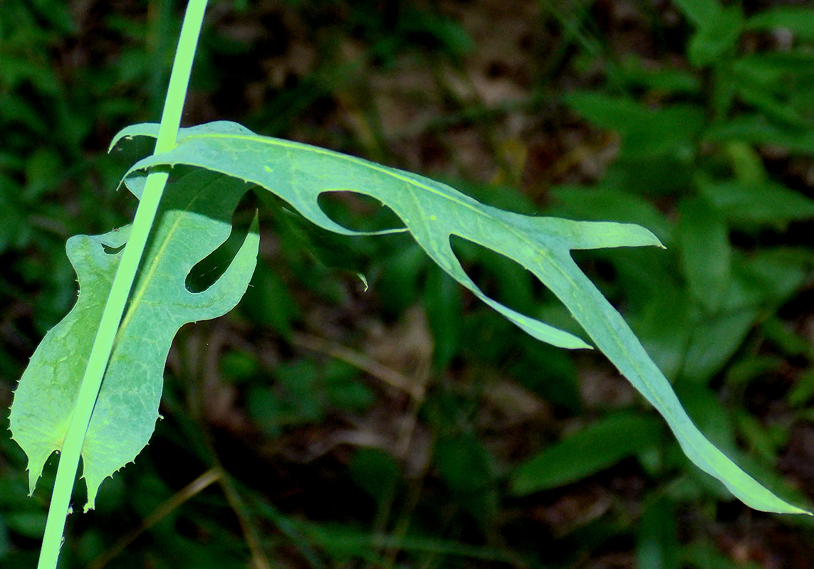 Особь растения. Латук Дубравный. Латук Дубравный (Lactuca quercina l.). Латук Тахтаджяна. Латук виды Плантариум.