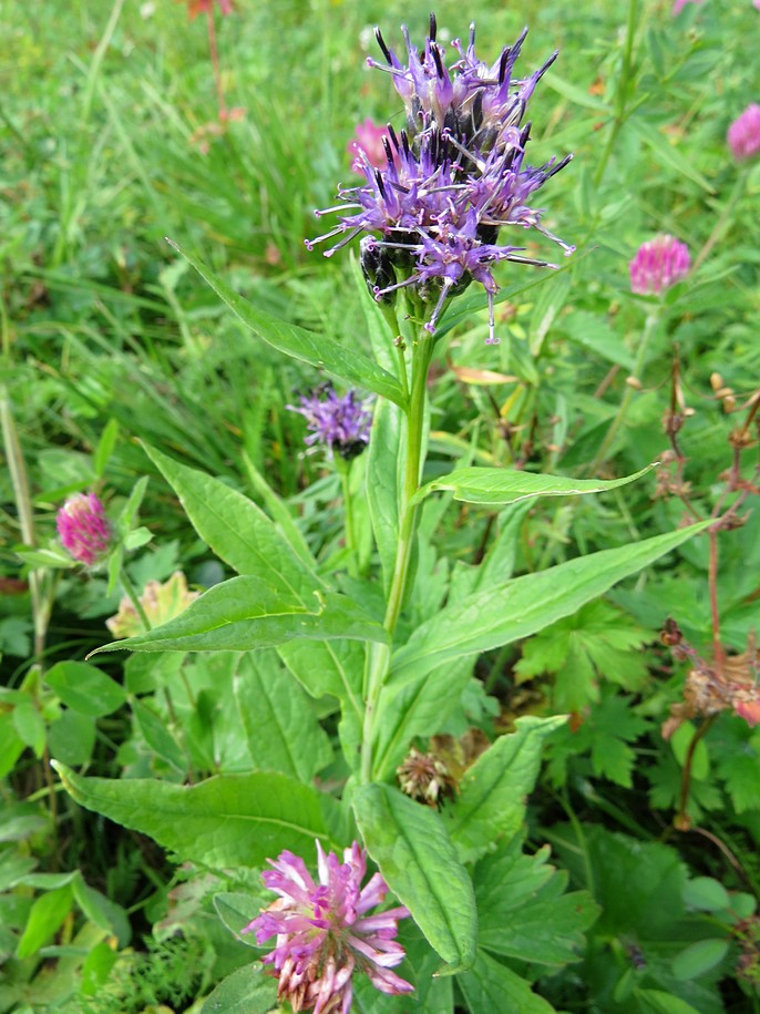 Image of Saussurea parviflora specimen.