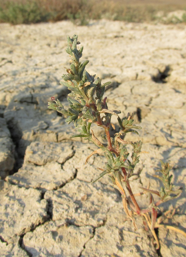 Image of Petrosimonia oppositifolia specimen.