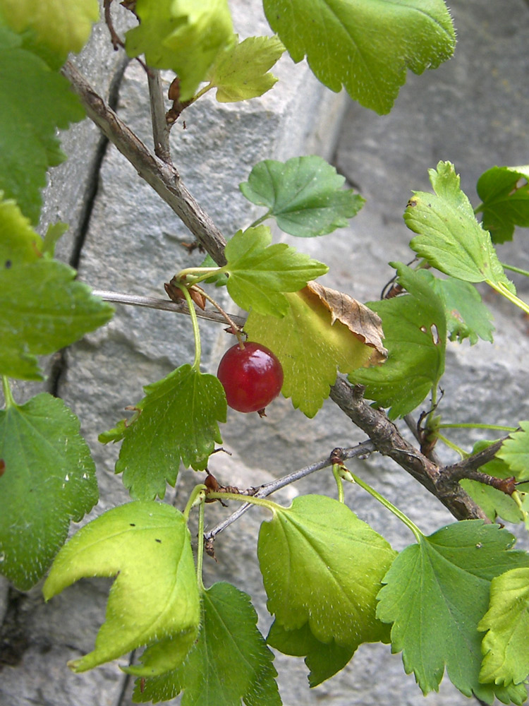 Image of Ribes alpinum specimen.