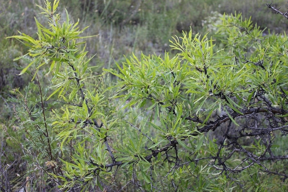 Image of Rhamnus erythroxylon specimen.