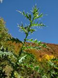 род Cirsium