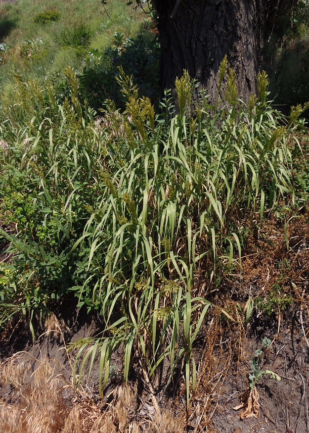 Изображение особи Bromopsis inermis.