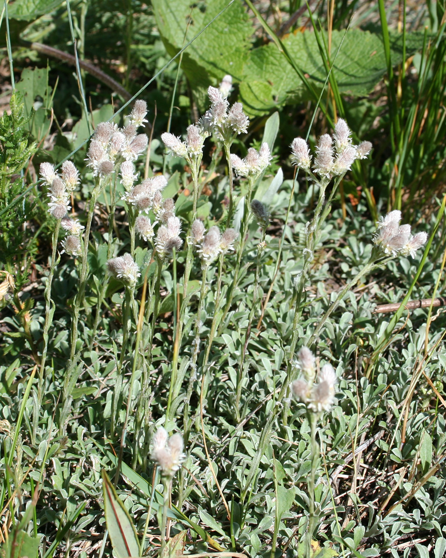 Изображение особи Antennaria dioica.