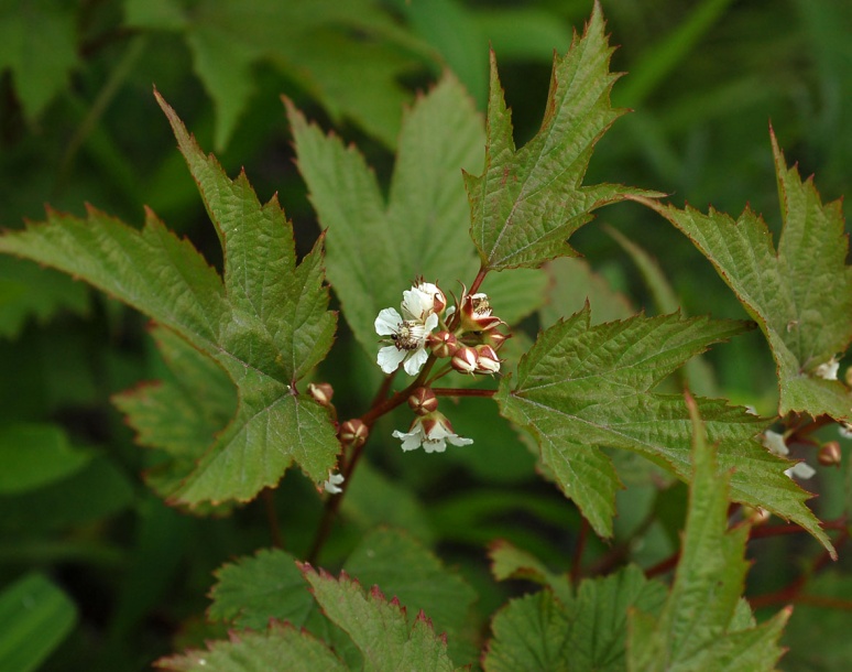 Image of Rubus crataegifolius specimen.