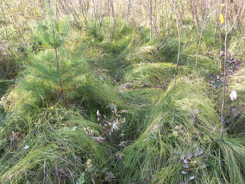 Image of Carex brizoides specimen.