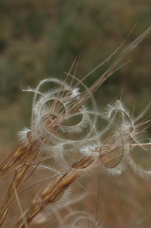 Изображение особи Stipa caucasica.