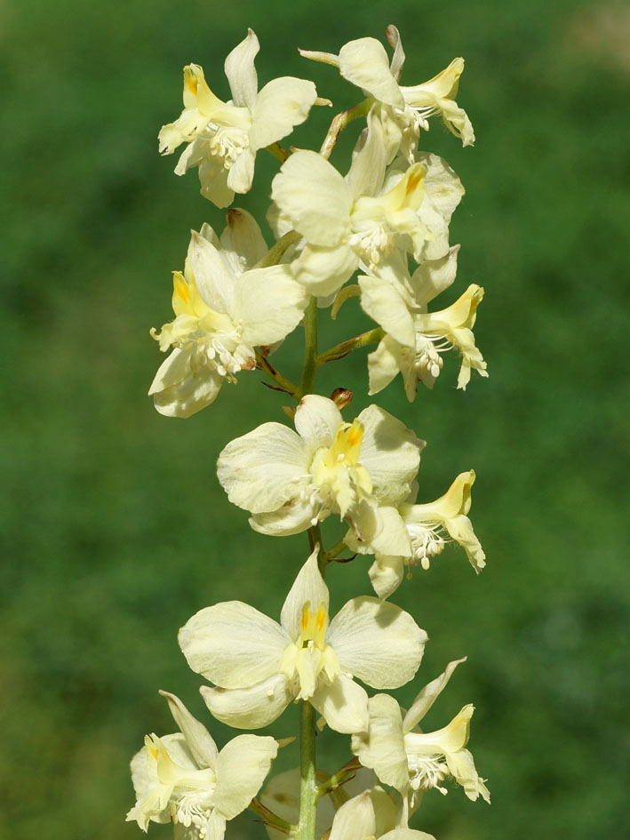 Image of Delphinium semibarbatum specimen.