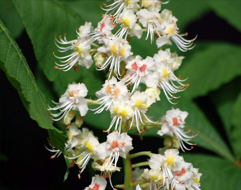 Image of Aesculus hippocastanum specimen.