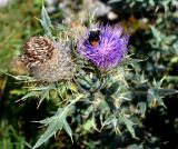 Cirsium pugnax