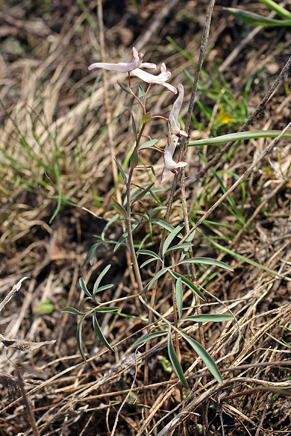 Image of Corydalis ruksansii specimen.