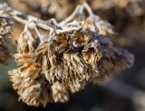Helichrysum italicum. Засохшее соплодие. Греция, Эгейское море, о. Парос, северо-восток острова, песчаные дюны за пляжем Санта-Мария. 20.12.2015.
