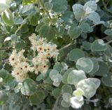 Helichrysum petiolare. Верхушки побегов и осыпавшиеся соплодия. Франция, Прованс, Борм-ле-Мимоза, в культуре. 24.07.2014.